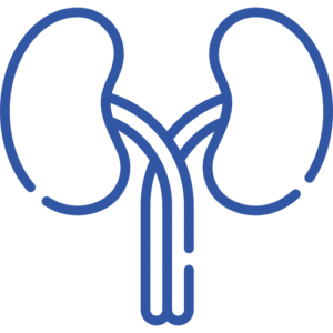 kidneys